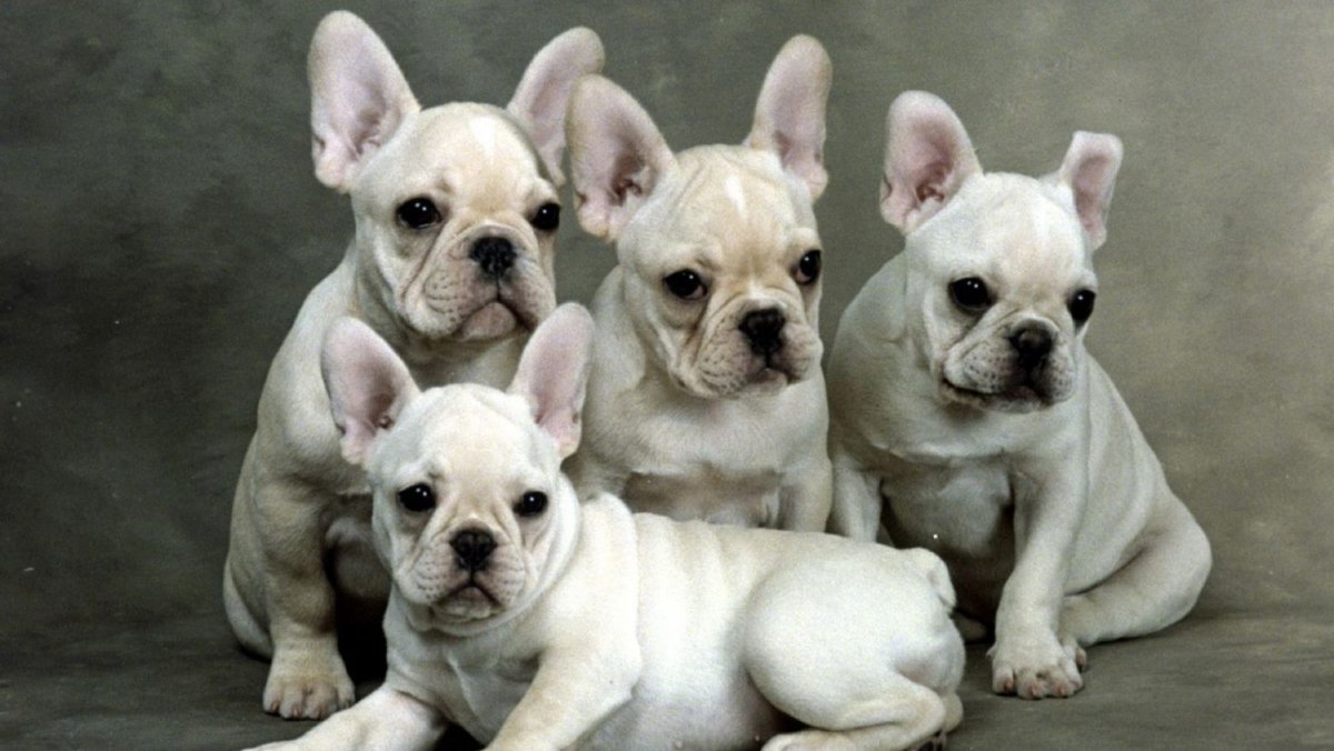 French Bulldog Puppies