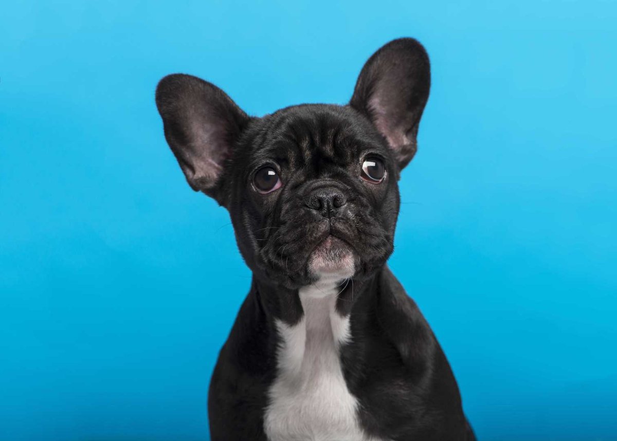 Французский бульдог палевый окрас