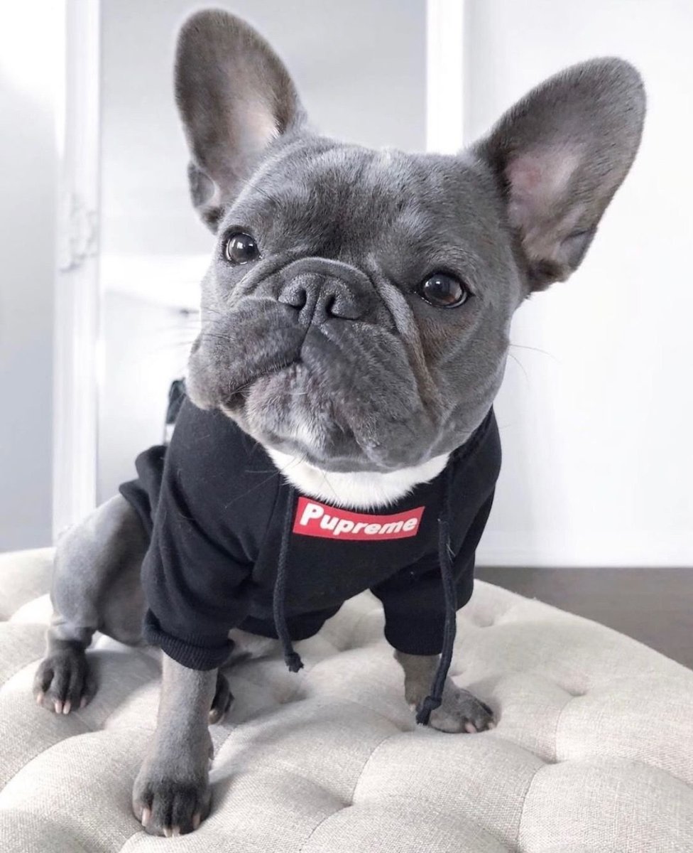 Французский бульдог Мерле мини