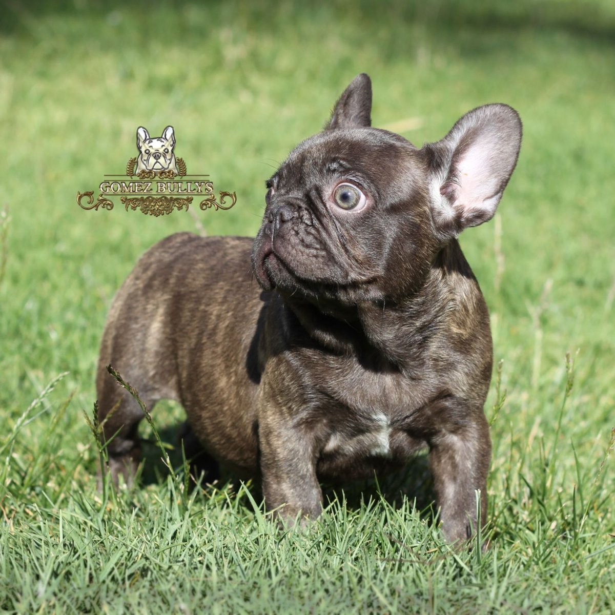 Окрас Изабелла Нью Шейд у французский бульдог