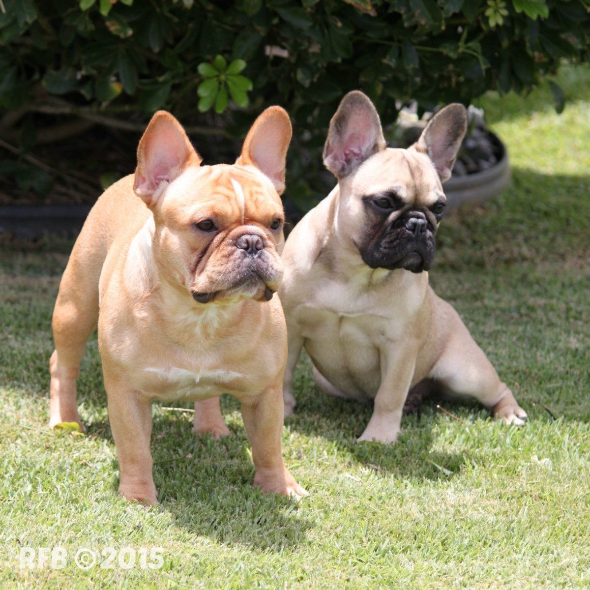 Карликовый французский бульдог