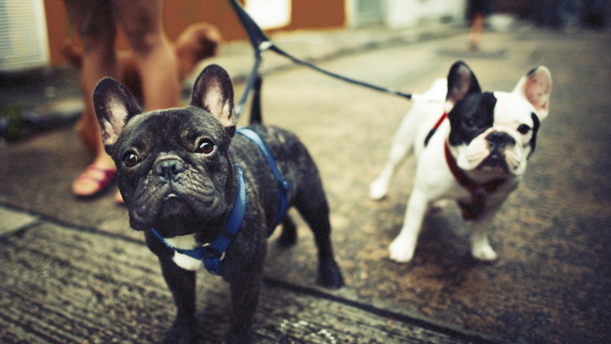 Французский бульдог Чивас