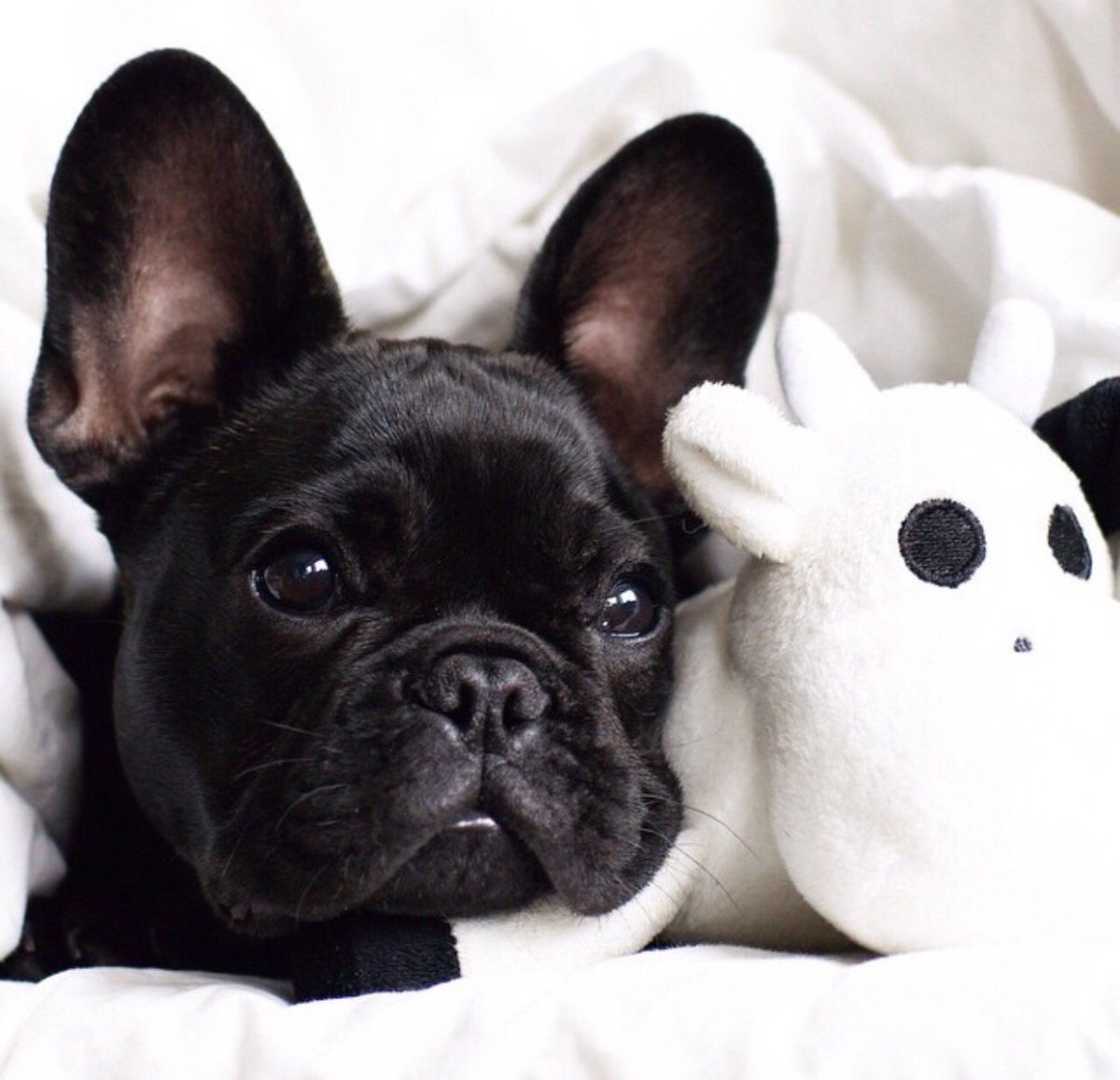 Французский бульдогальюинос