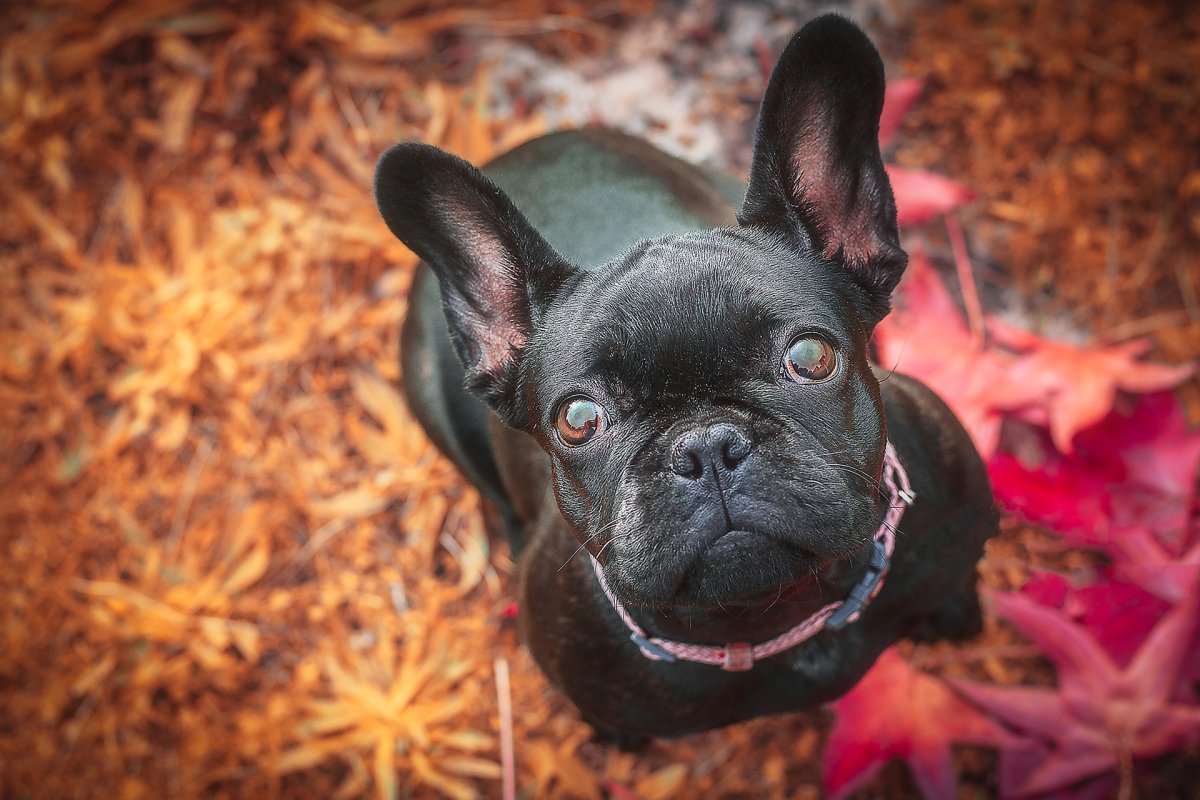 Шоколадный фавн французский бульдог