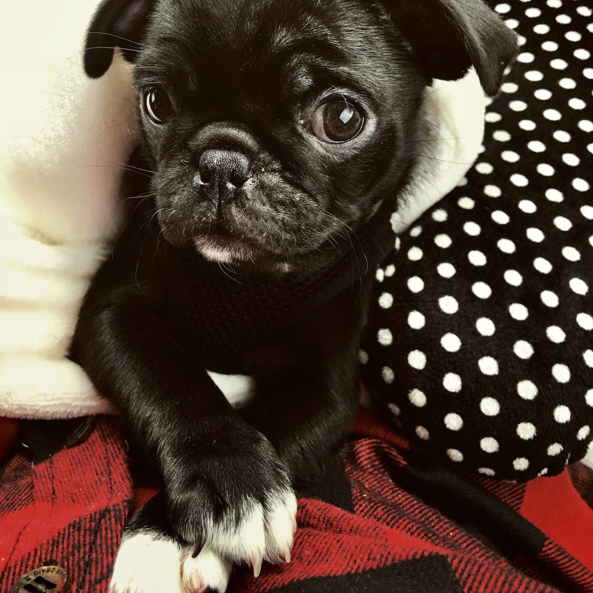 Французский бульдог Лилак