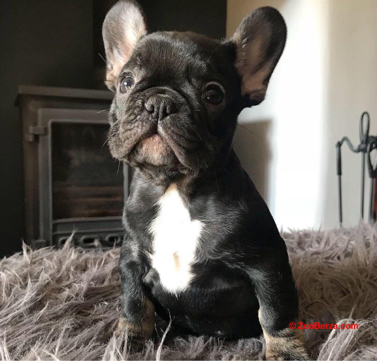 Окрас Изабелла Нью Шейд у французский бульдог