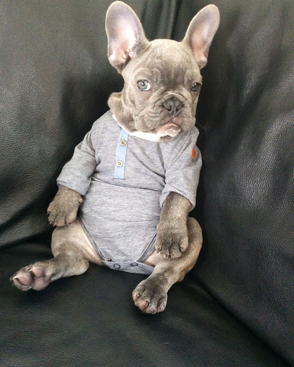 Французский бульдог