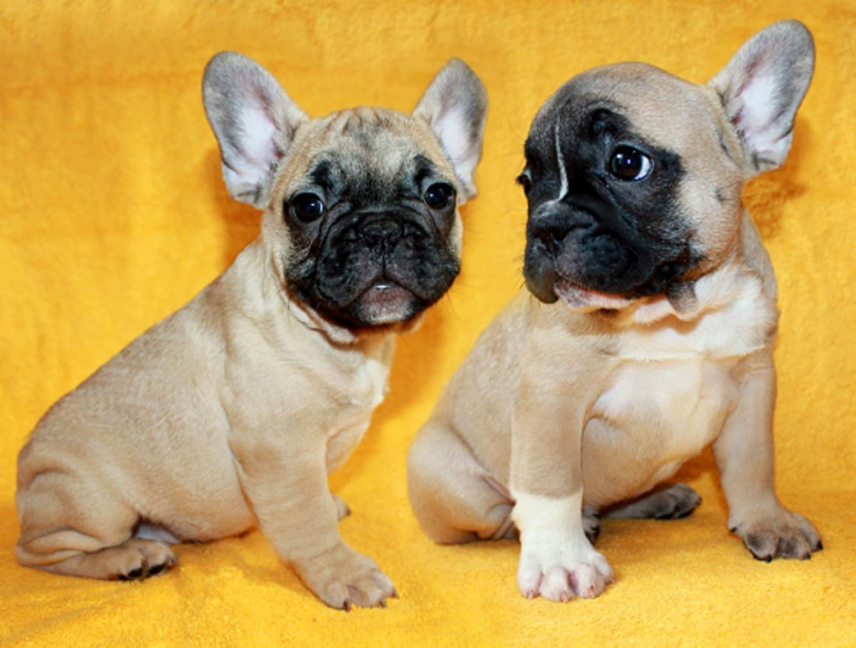 Бульдог окрас Изабелла