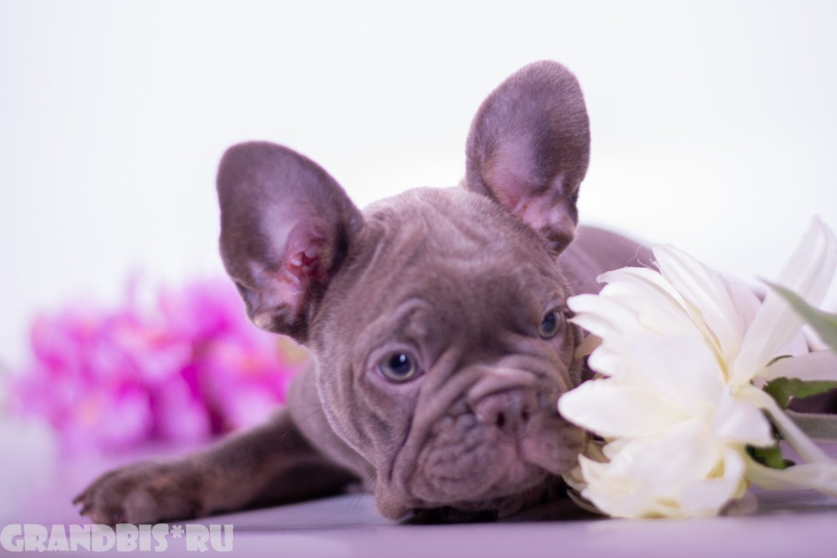 Французский бульдог Изабелла