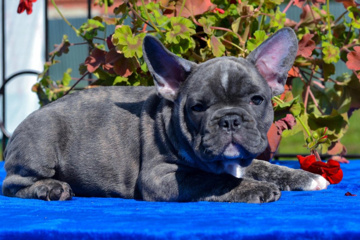 Французский бульдог Мерле