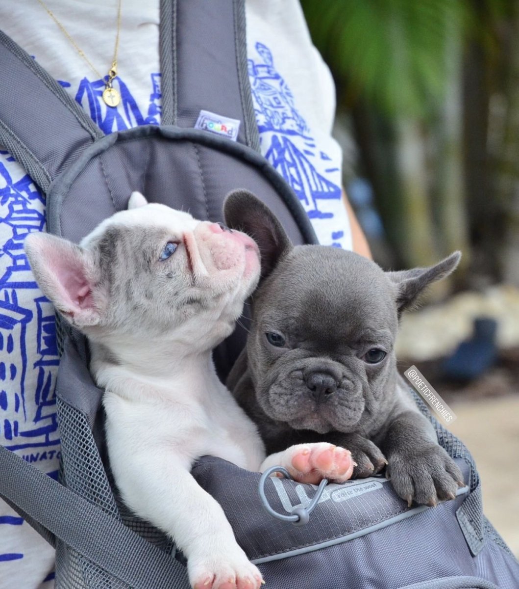 Французский бульдог Соболь