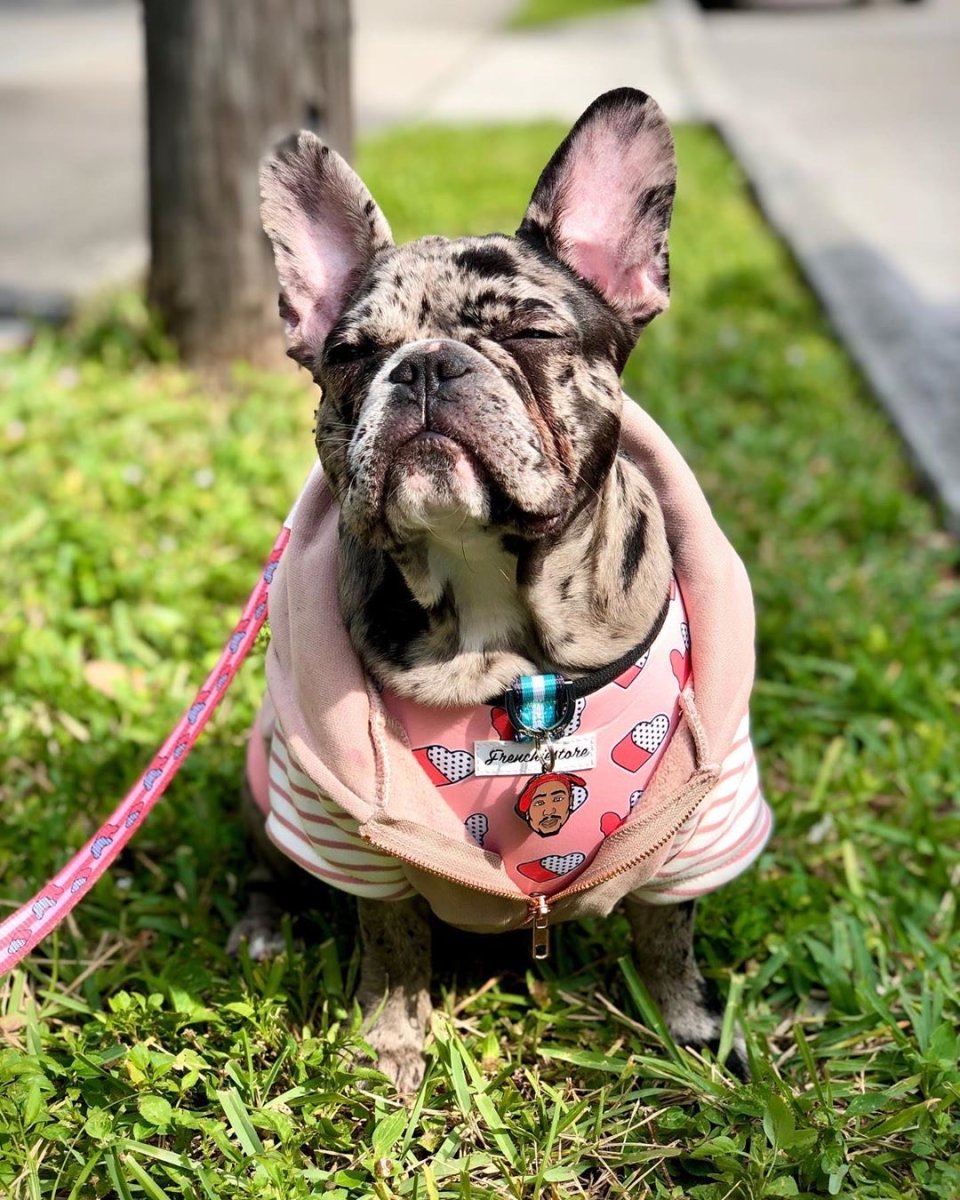 Французский бульдог Мерль