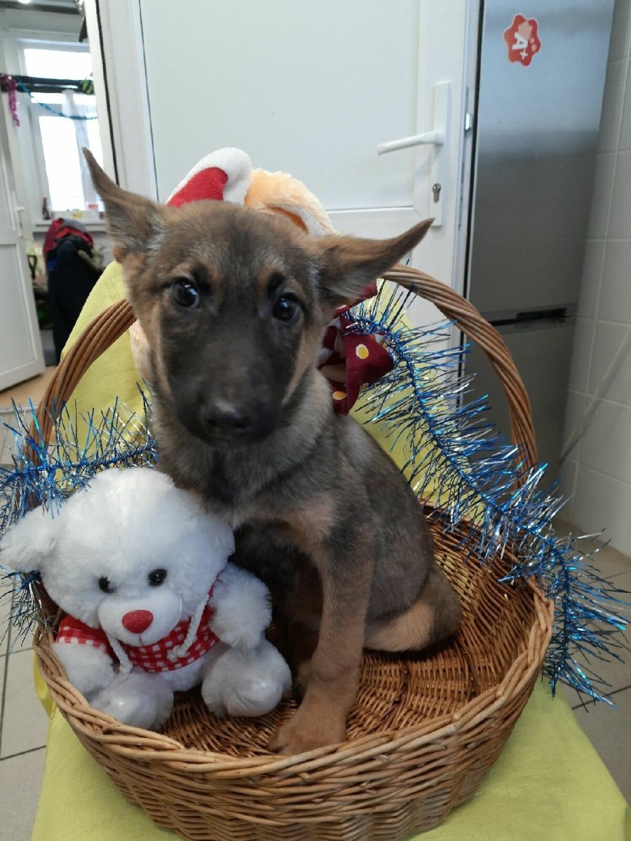 Песчаная лисица фенек