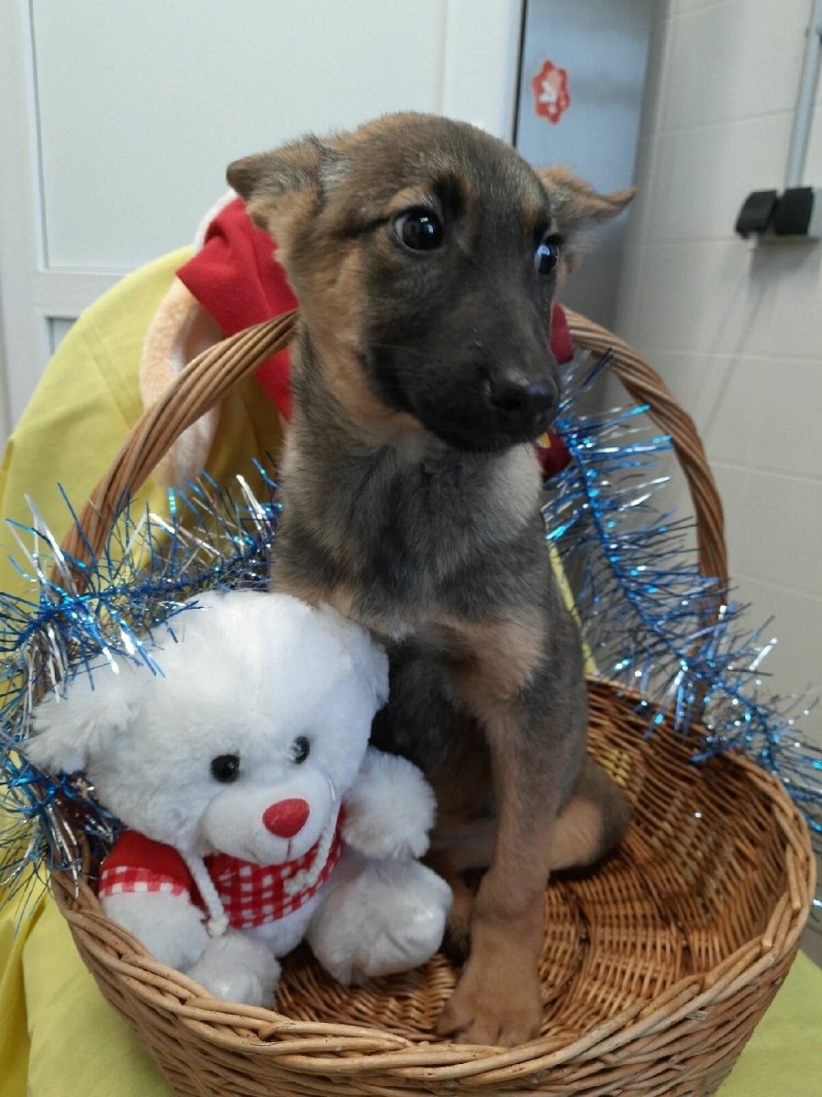 Лисички фенек