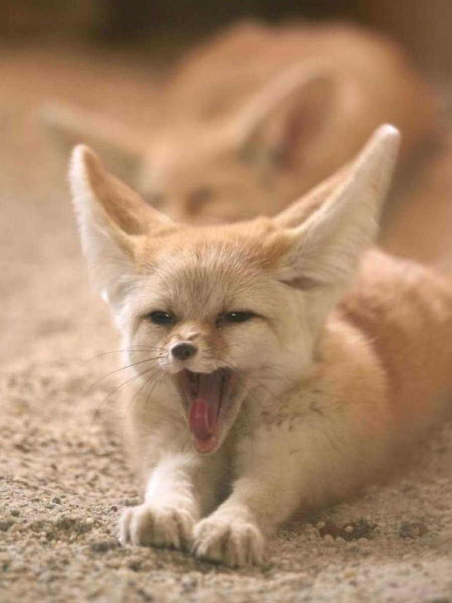 Пламфы фенек