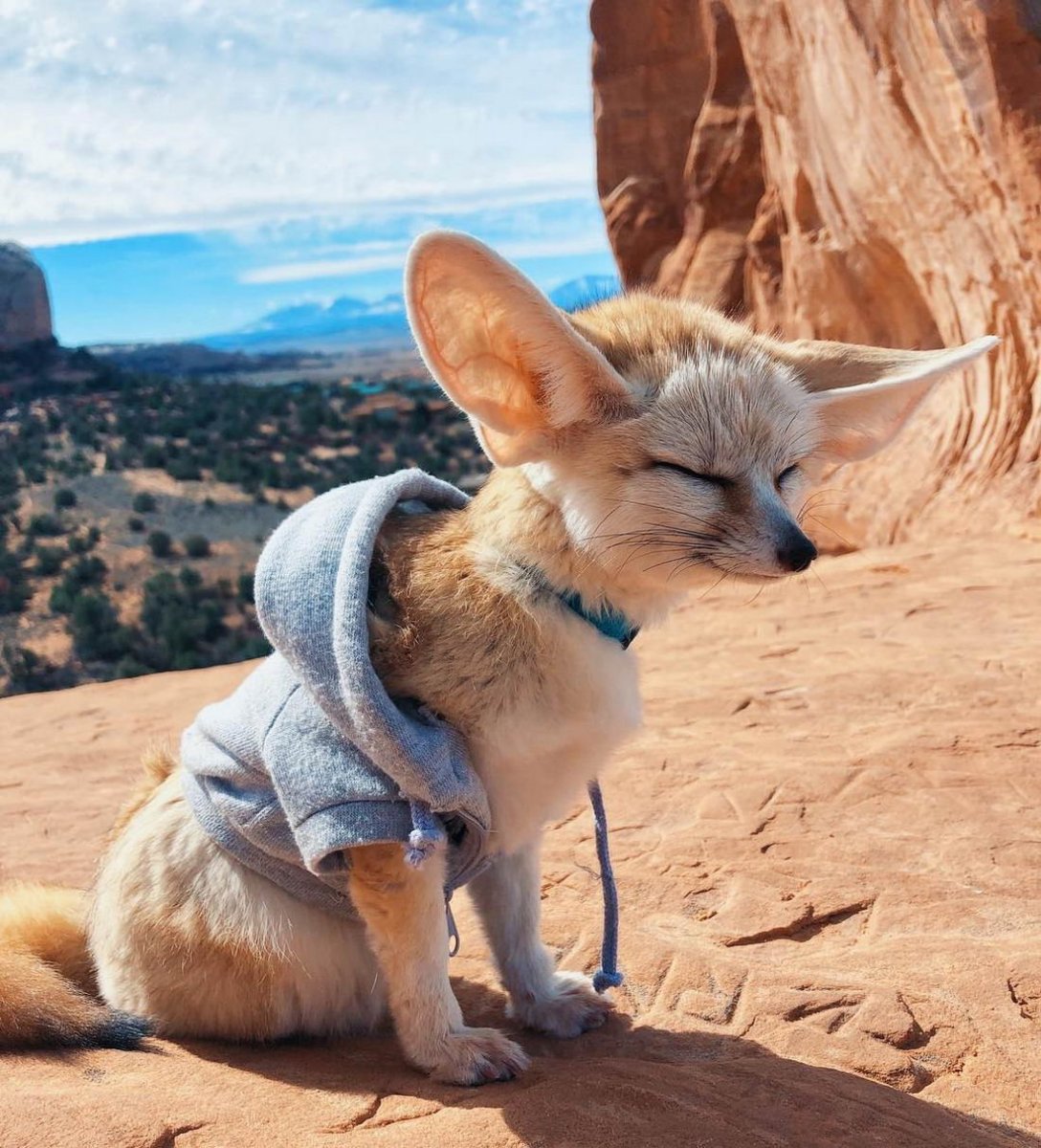 Лисица фенек питание