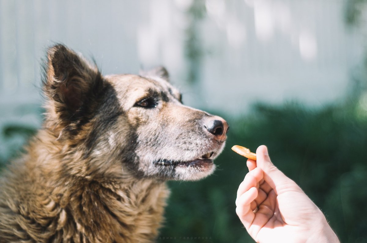 Злая Лисичка фенек