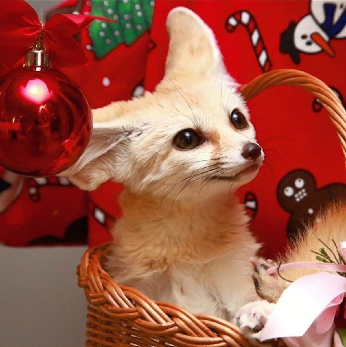 Фенек новый год