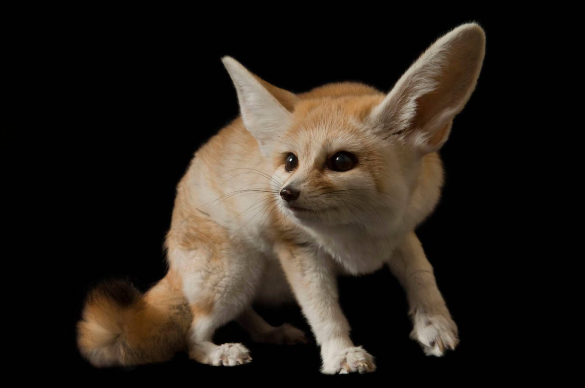 Немецкая овчарка Квазимодо