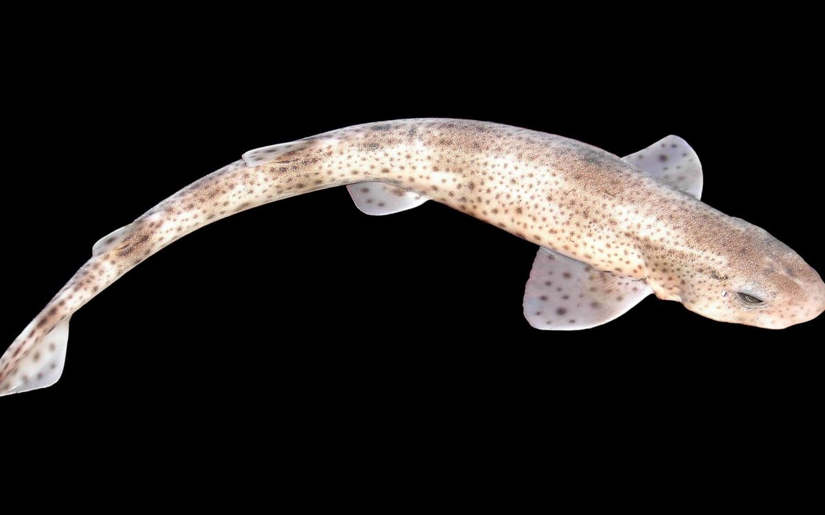 Коричневополосая Кошачья акула