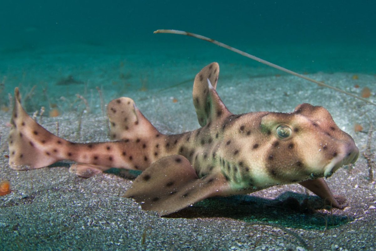 Мадагаскарская Кошачья акула