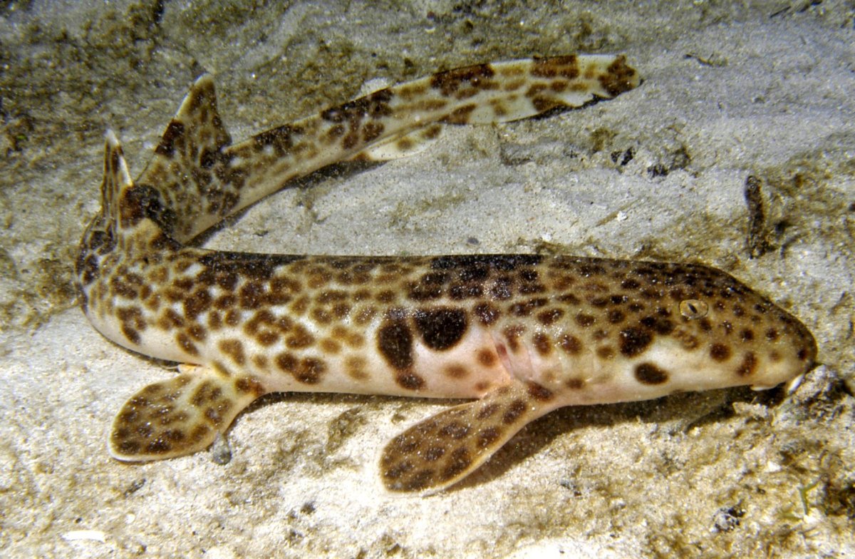 Белоносая рифовые акулы