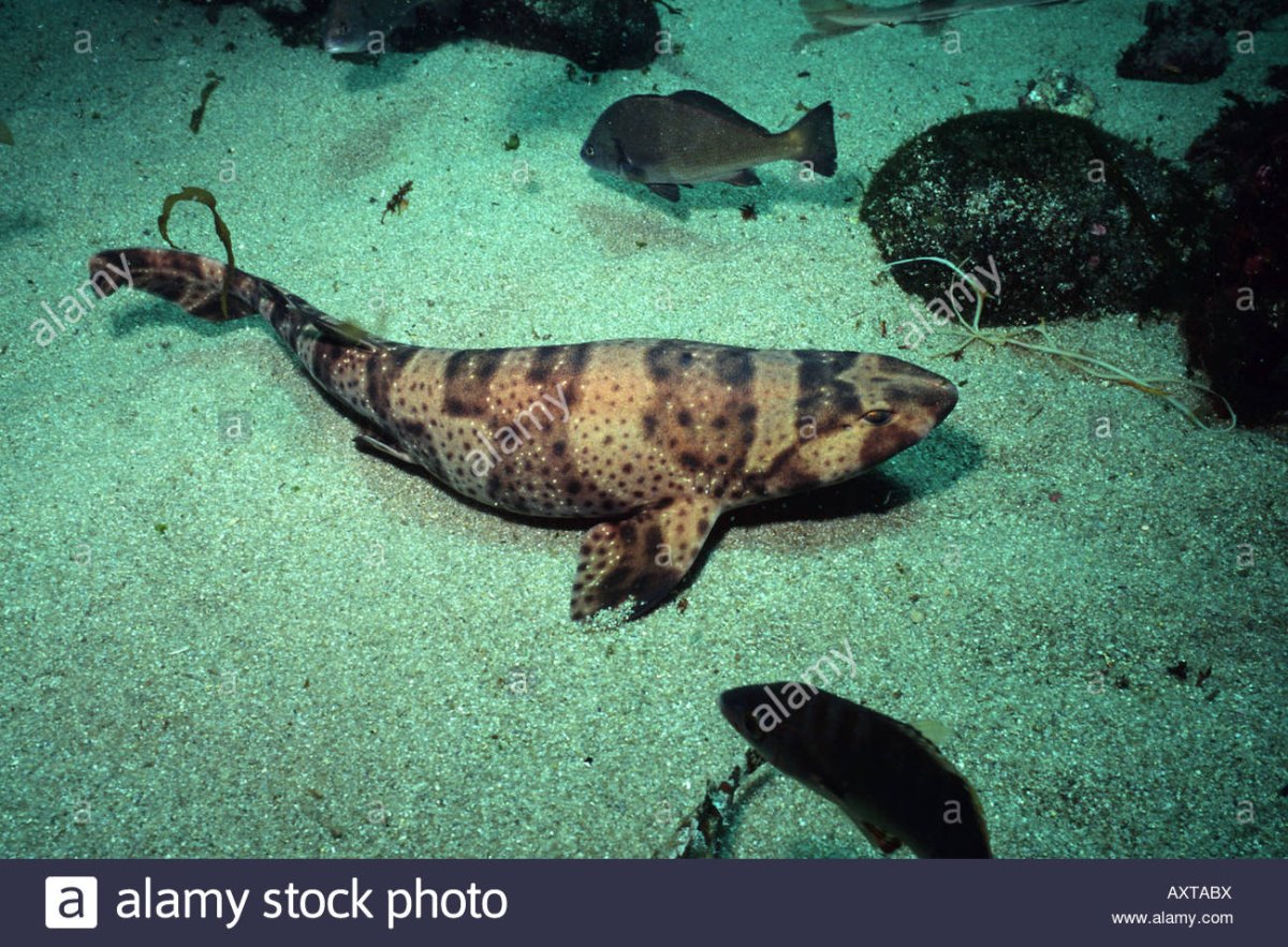 Глазчатая Кошачья акула