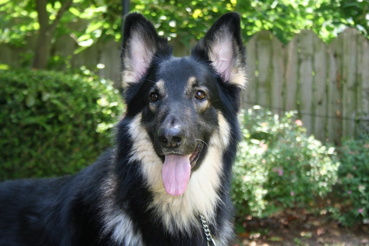 Овчарки шилонская овчарка