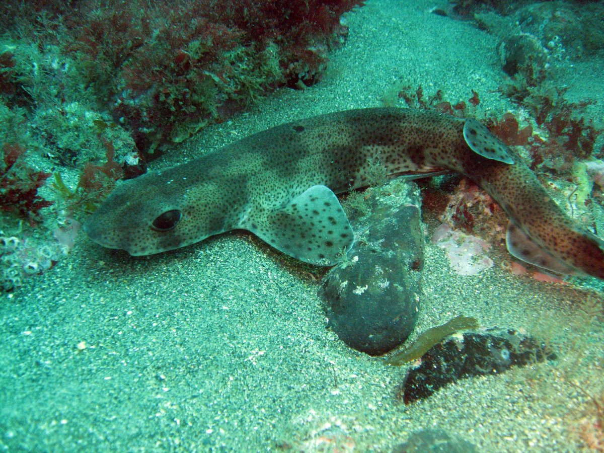 Глазчатая Кошачья акула