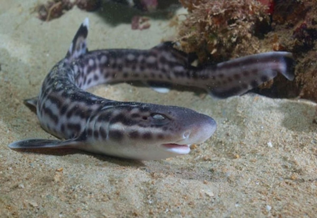 Белопятнистая Кошачья акула