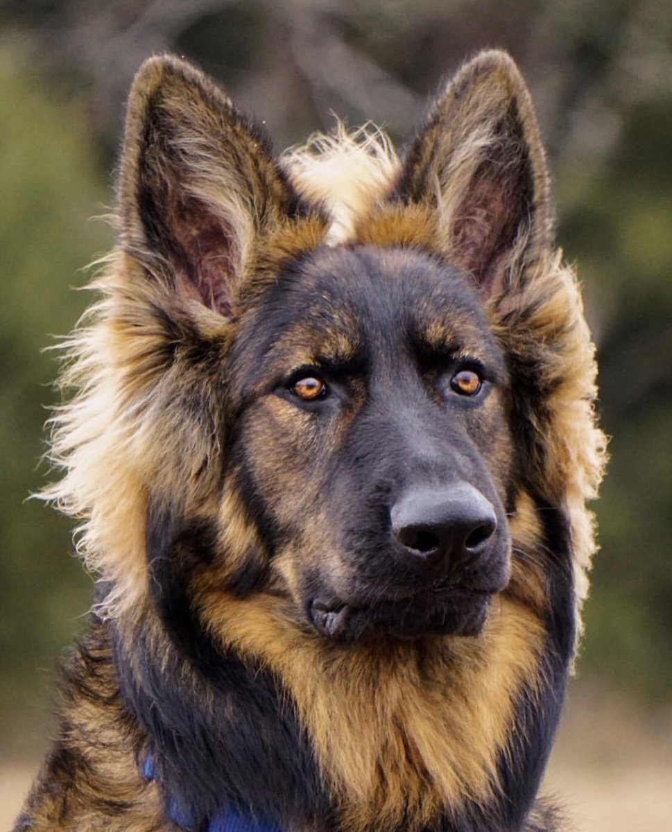 Немецкая овчарка Шеферд