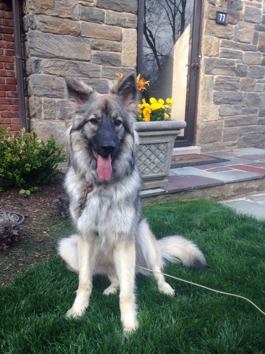 Шилонская овчарка