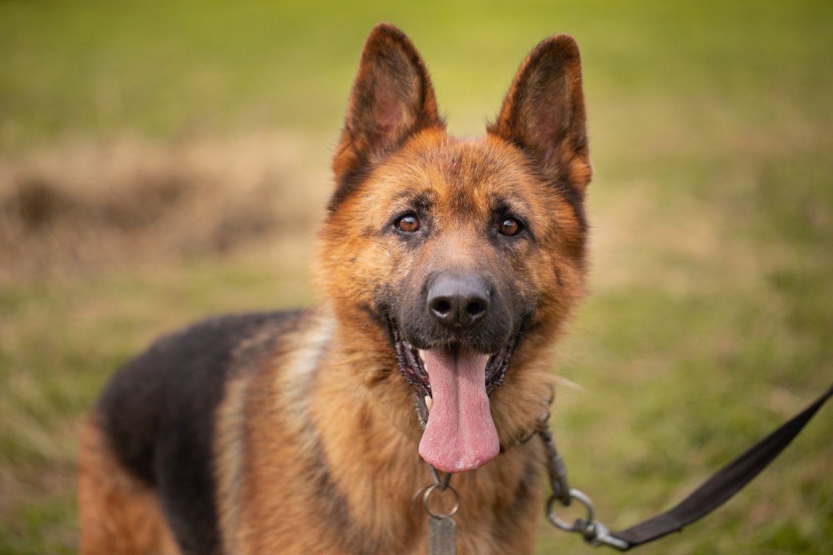 Овчарка Лео