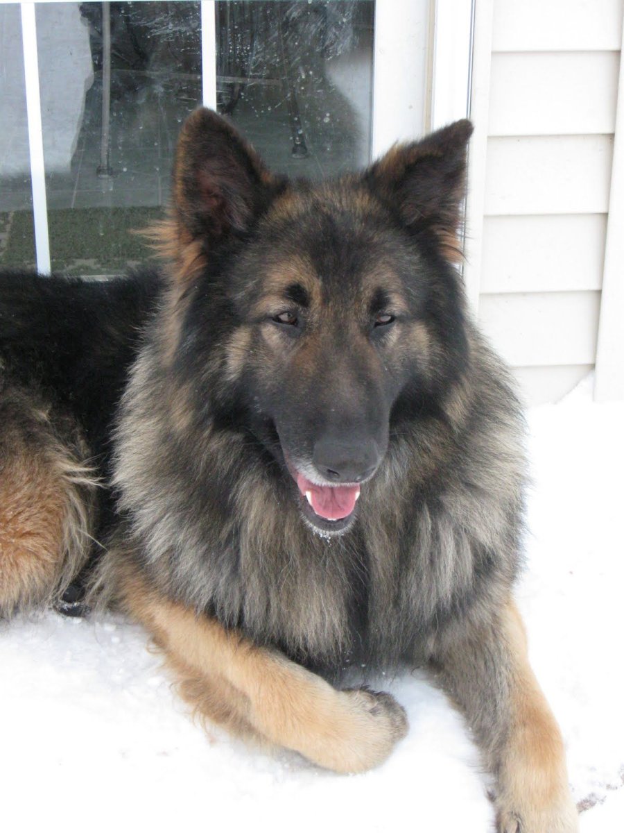 Шилонская овчарка