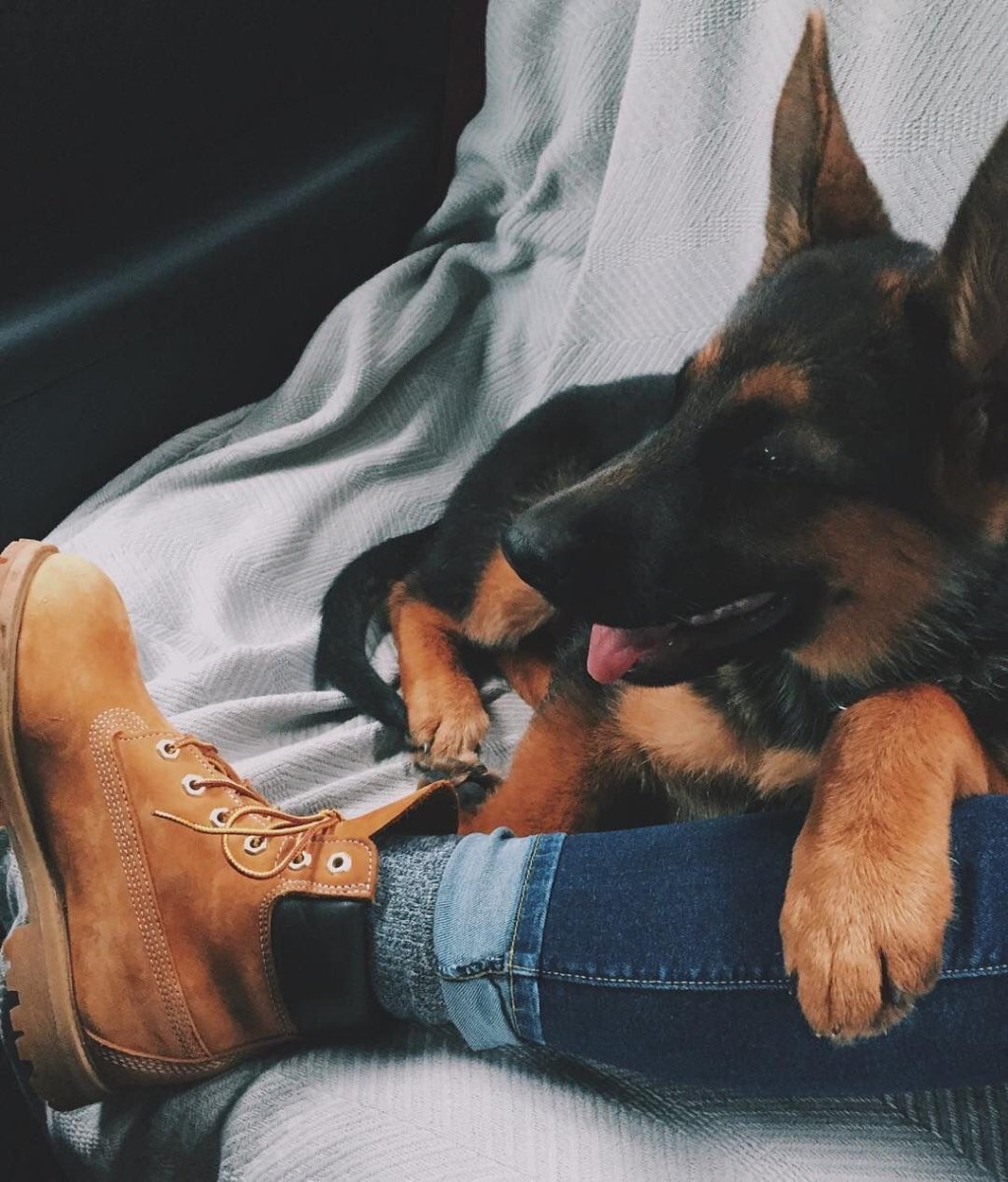 Милые большая овчарка