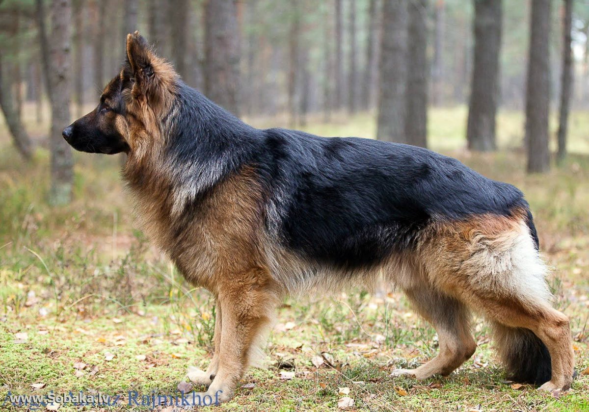 Старотипный колли