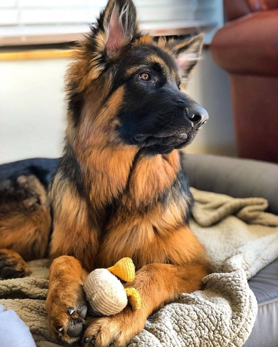 Крашская овчарка