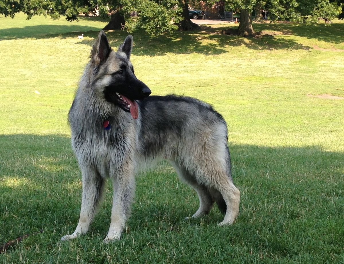 Шилонская овчарка Shiloh Shepherd