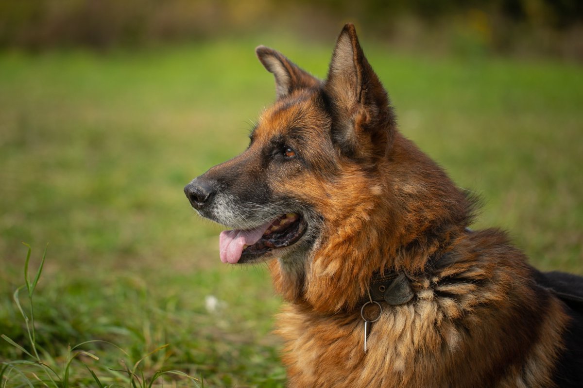 Шилонская овчарка длинношерстная