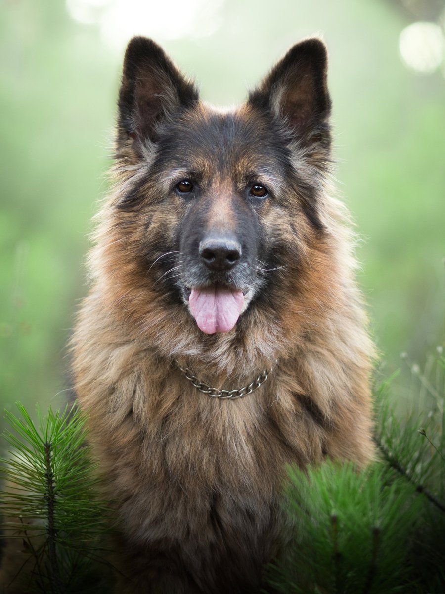 Шайло Шепард собака