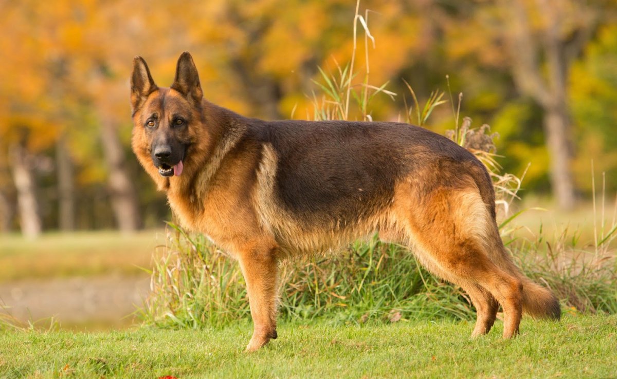 Шилонская овчарка Shiloh Shepherd