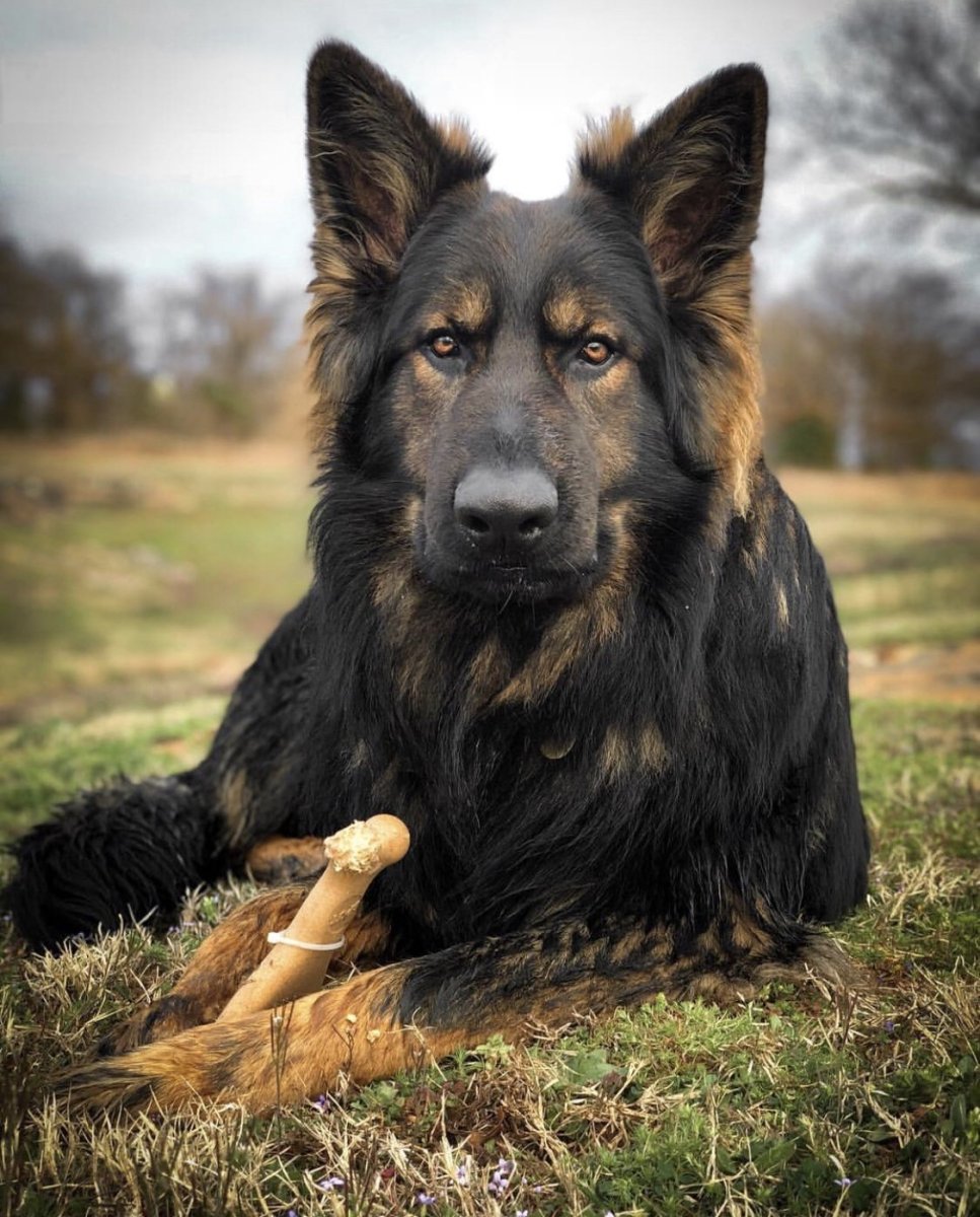 Шилонская овчарка