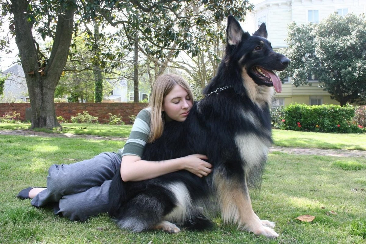 Шилонская овчарка