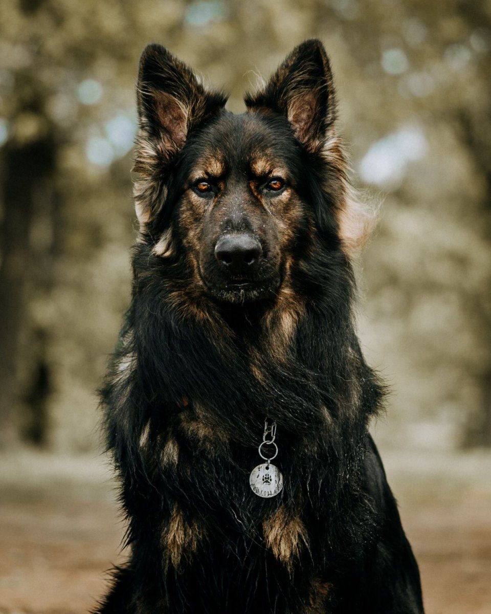 Облик собаки