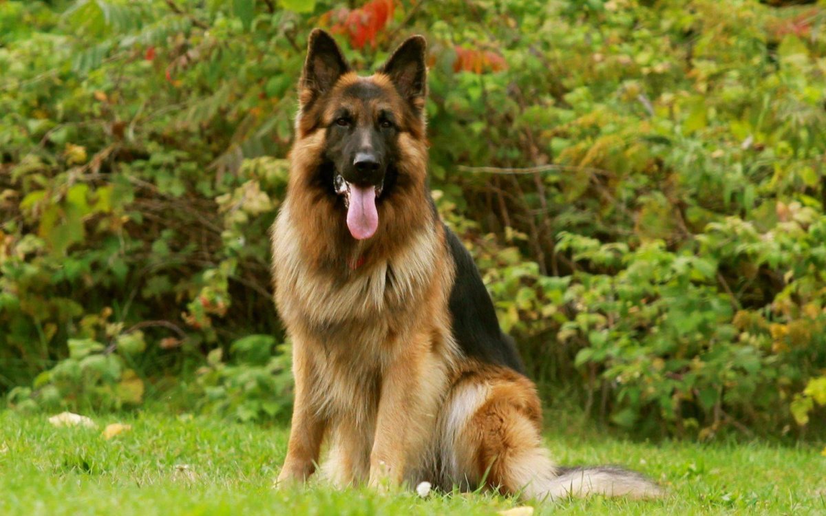 King Shepherd