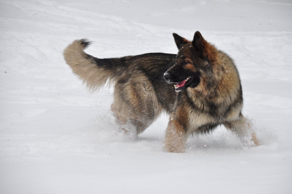 Тервюрен порода фото