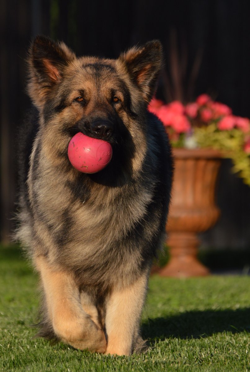 Баварская овчарка Shepherd
