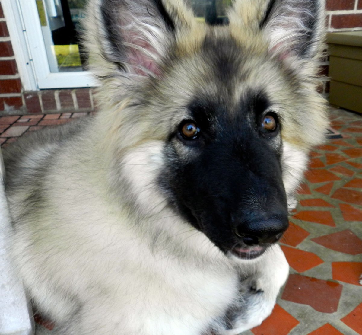 Сибирская овчарка