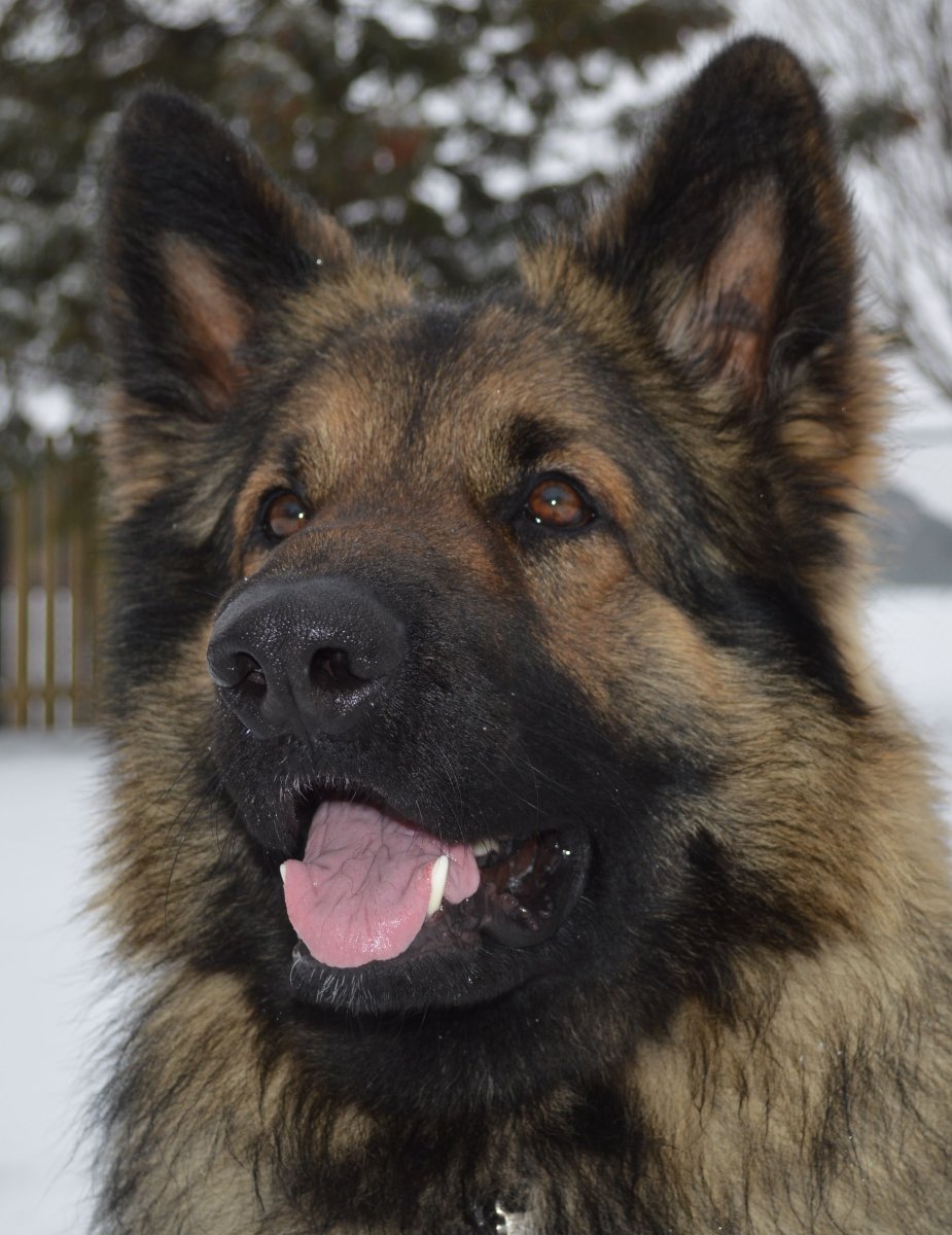 Шилонская овчарка