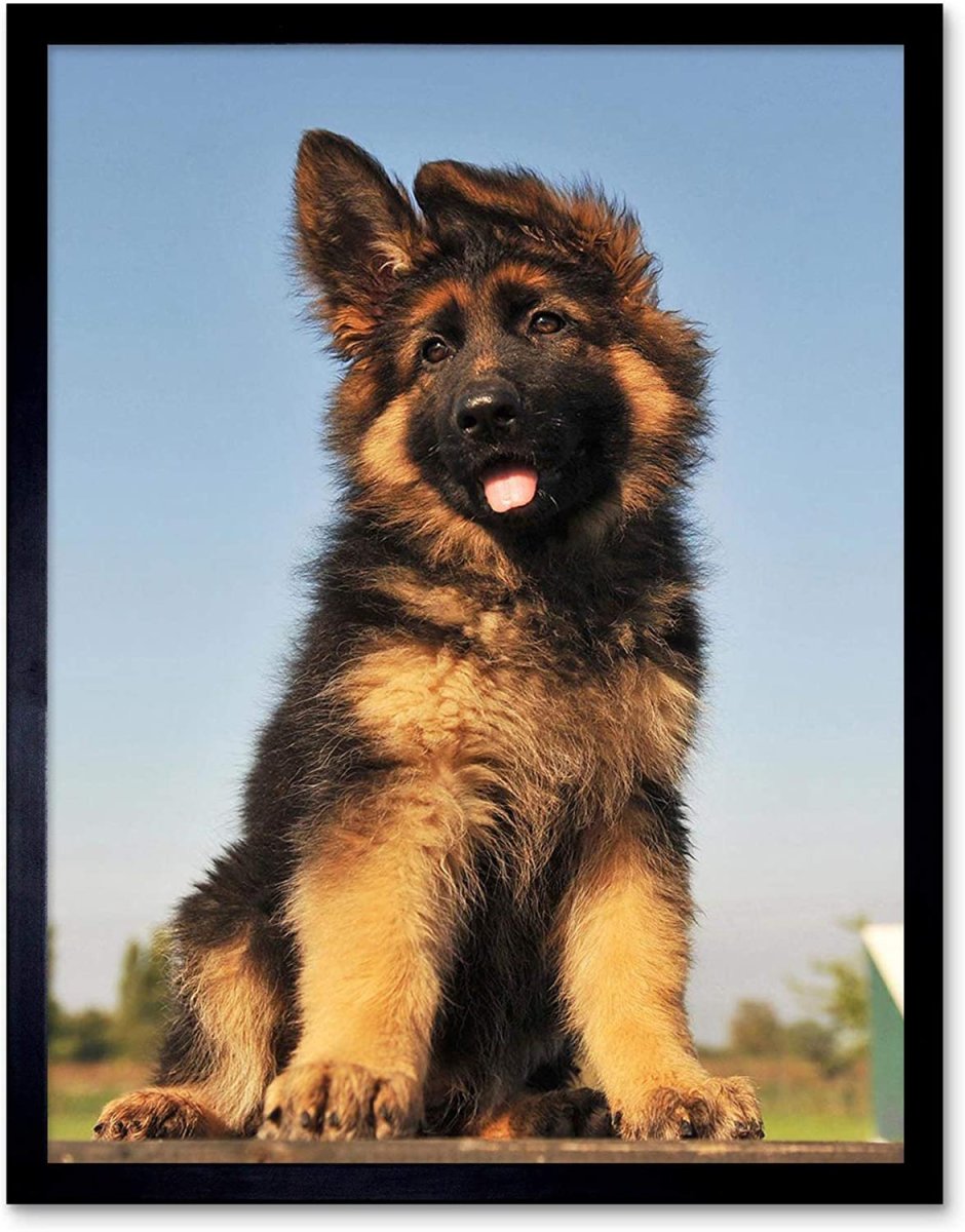 Шилонская овчарка длинношерстная